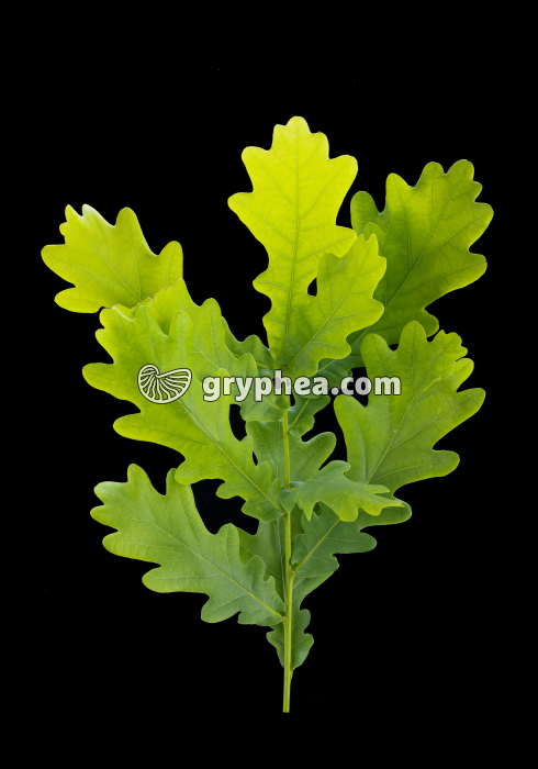 Chêne pédonculé - Rameau avec feuilles (Quercus robur) - gryphea.com